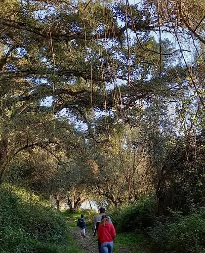 Love Tomar *